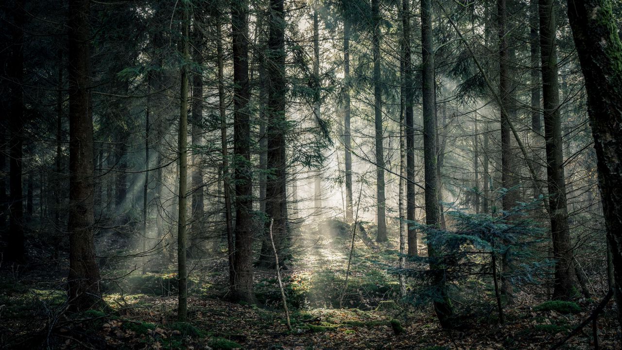 Обои лес, туман, деревья, ветки, свет