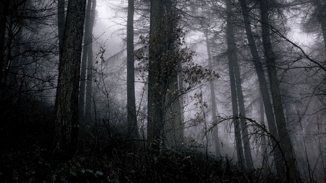 Обои лес, туман, деревья, ветки, черный, серый, мрачный