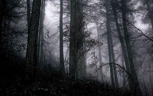 Превью обои лес, туман, деревья, ветки, черный, серый, мрачный