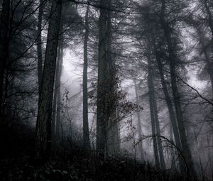 Превью обои лес, туман, деревья, ветки, черный, серый, мрачный