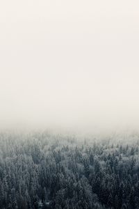 Превью обои лес, туман, деревья, небо