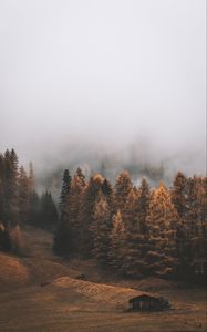 Превью обои лес, туман, деревья, осень, пейзаж