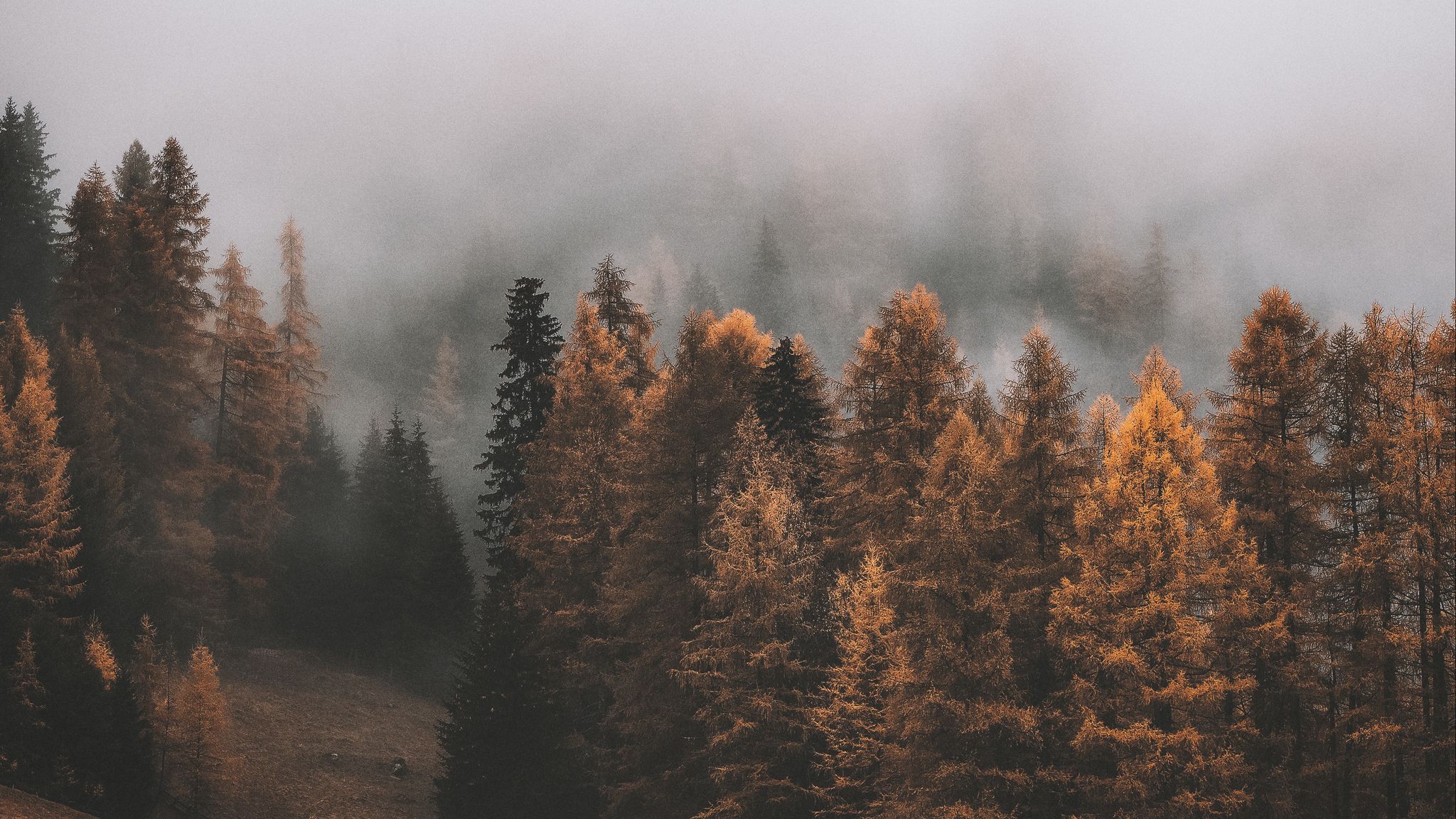 2048x1152 лес, туман, деревья, осень, пейзаж обои ультраширокий монитор.