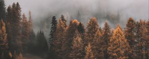 Превью обои лес, туман, деревья, осень, пейзаж