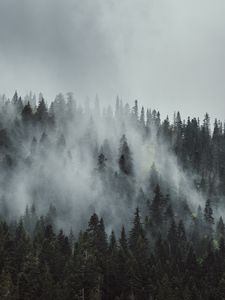 Превью обои лес, туман, деревья, горы, кроны, верхушки