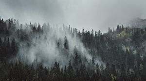 Превью обои лес, туман, деревья, горы, кроны, верхушки