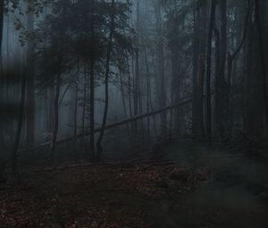 Превью обои лес, туман, деревья, мрачный, темный