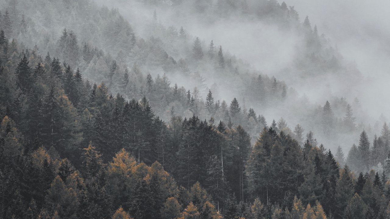 Фото верхушек деревьев