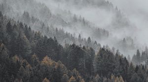 Превью обои лес, туман, деревья, верхушки, пейзаж