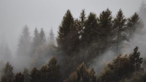 Превью обои лес, туман, деревья, пейзаж, мрачный