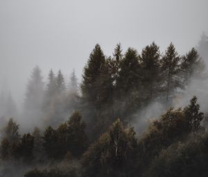 Превью обои лес, туман, деревья, пейзаж, мрачный