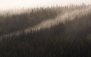 Превью обои лес, туман, деревья, хвойный, верхушки