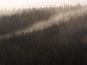 Превью обои лес, туман, деревья, хвойный, верхушки