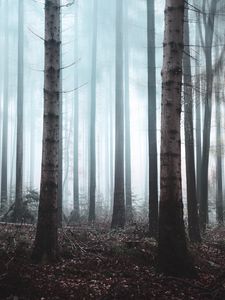 Превью обои лес, туман, деревья, мгла, природа