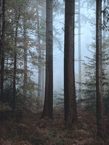 Превью обои лес, туман, деревья, природа, осень