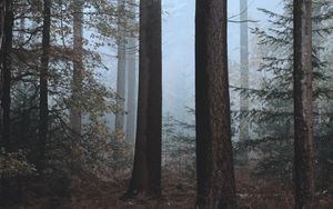 Превью обои лес, туман, деревья, природа, осень