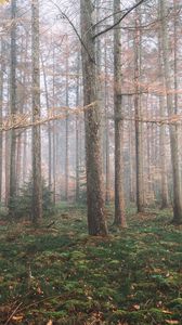 Превью обои лес, туман, деревья, хвойный, сосны