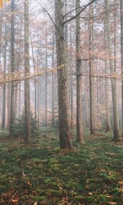 Превью обои лес, туман, деревья, хвойный, сосны