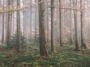 Превью обои лес, туман, деревья, хвойный, сосны