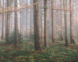 Превью обои лес, туман, деревья, хвойный, сосны