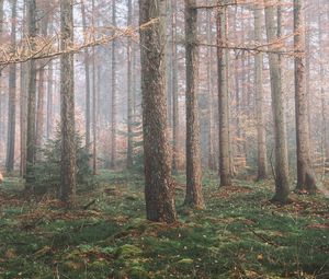 Превью обои лес, туман, деревья, хвойный, сосны