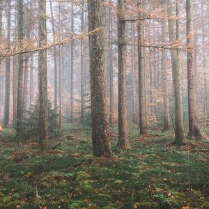 Превью обои лес, туман, деревья, хвойный, сосны