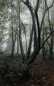 Превью обои лес, туман, деревья, папоротник, тропики