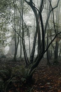 Превью обои лес, туман, деревья, папоротник, тропики