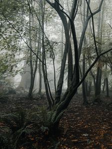 Превью обои лес, туман, деревья, папоротник, тропики
