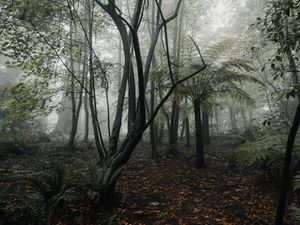 Превью обои лес, туман, деревья, папоротник, тропики