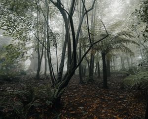 Превью обои лес, туман, деревья, папоротник, тропики