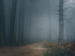 Превью обои лес, туман, деревья, тропинка, мрак