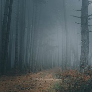 Превью обои лес, туман, деревья, тропинка, мрак