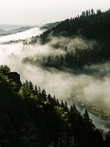 Превью обои лес, туман, деревья, холмы