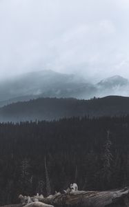Превью обои лес, туман, деревья, холмы, мрак