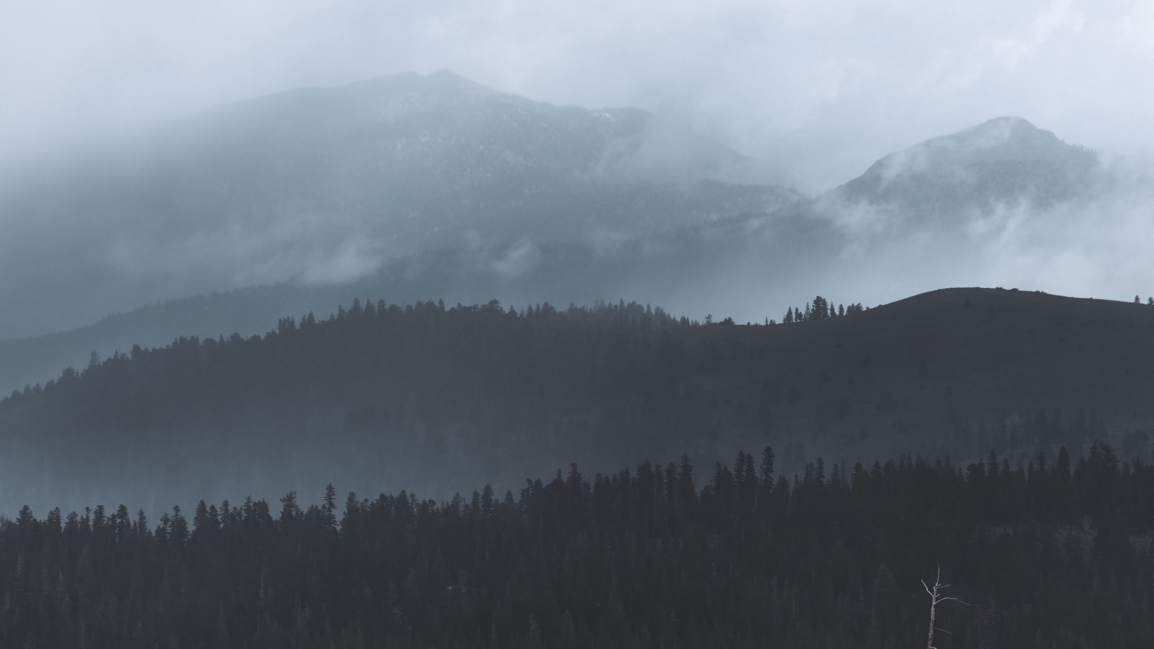 Горный лес в тумане ночью