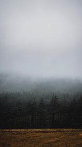 Превью обои лес, туман, деревья, ель, мрак