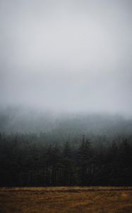 Превью обои лес, туман, деревья, ель, мрак