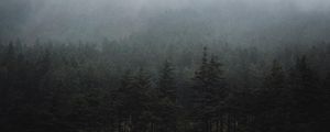 Превью обои лес, туман, деревья, ель, мрак