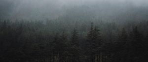 Превью обои лес, туман, деревья, ель, мрак