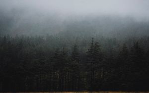 Превью обои лес, туман, деревья, ель, мрак