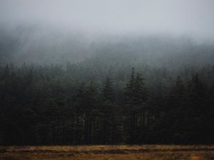 Превью обои лес, туман, деревья, ель, мрак