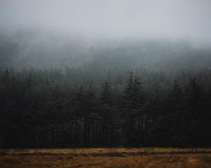 Превью обои лес, туман, деревья, ель, мрак