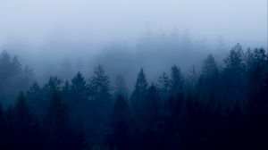 Превью обои лес, туман, деревья, сумерки