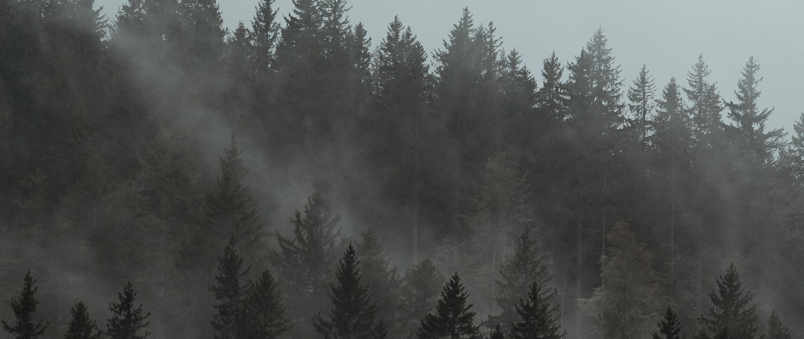 Двойной туман. Туманный лес АФК. Туманный лес Трансильвании. Сосна, облако, морс -.