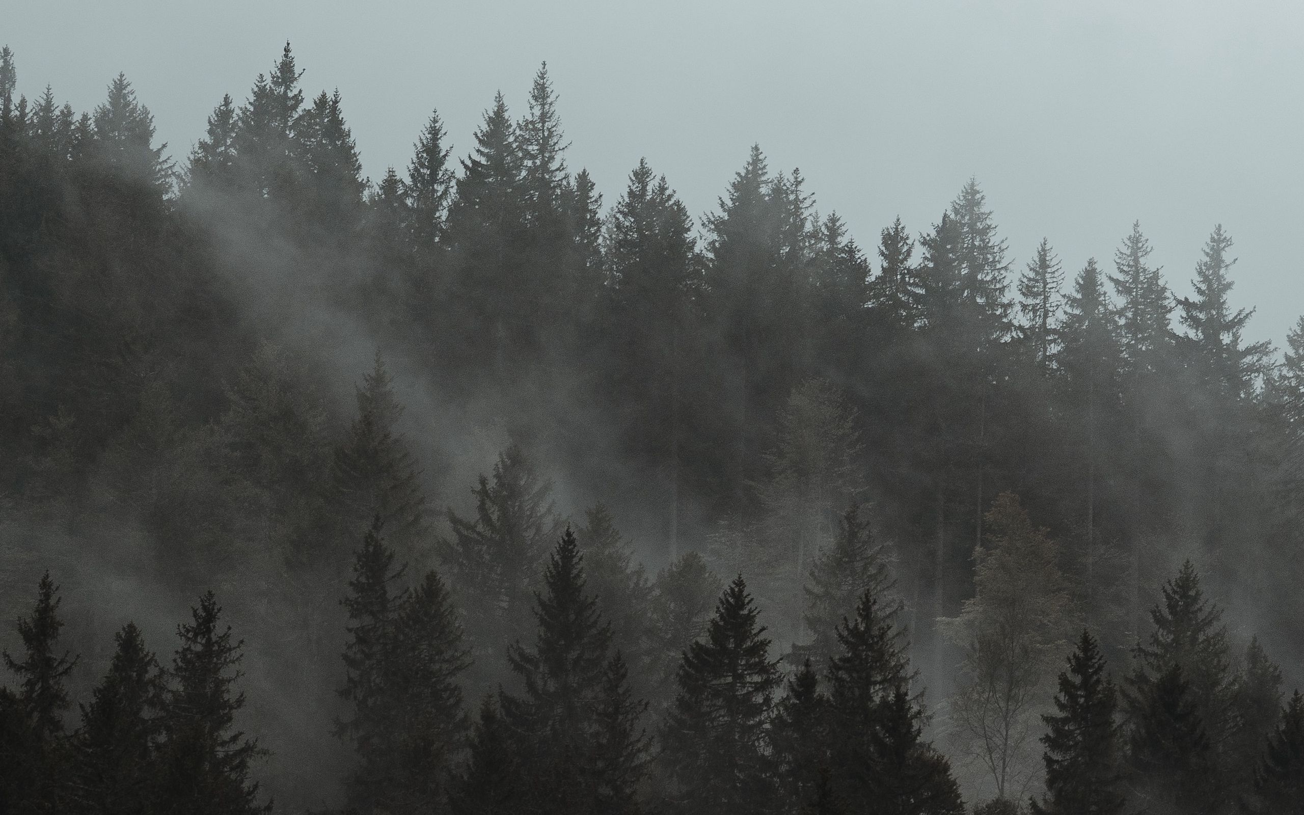 Лес в тумане