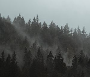 Превью обои лес, туман, деревья, сосны, облако