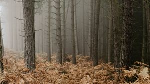 Превью обои лес, туман, деревья, папоротник, осень