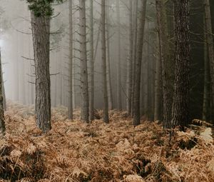 Превью обои лес, туман, деревья, папоротник, осень