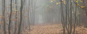 Превью обои лес, туман, деревья, осень